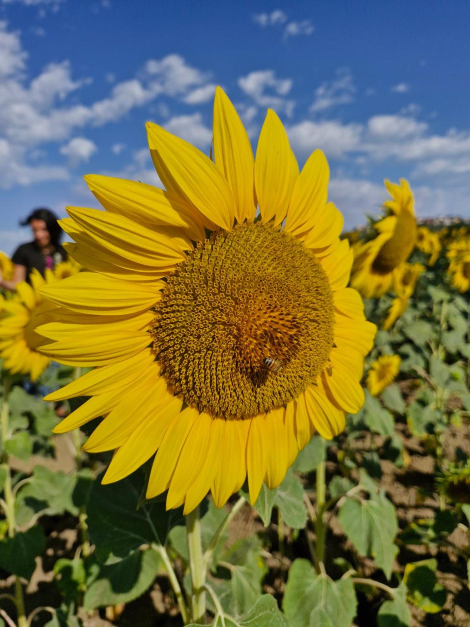 La Dolce Castelfidardo